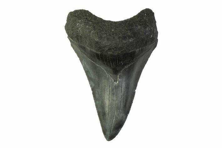 Serrated, Fossil Megalodon Tooth - South Carolina #341373